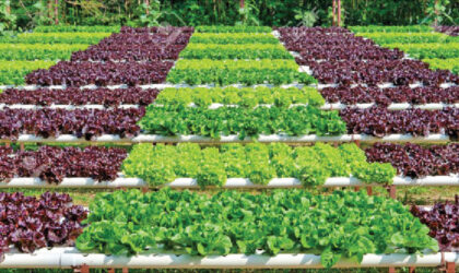 Organic farming in India